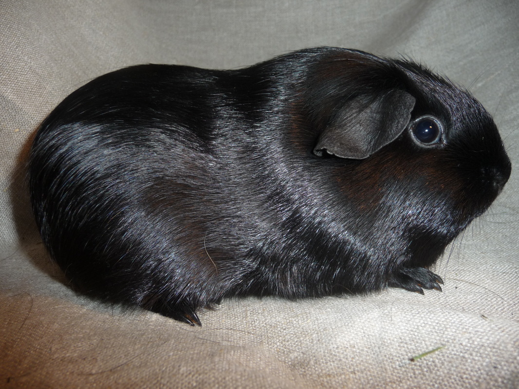 guinea pig black